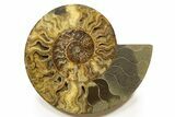 Cut & Polished, Crystal-Filled Ammonite Fossil - Madagascar #317419-1